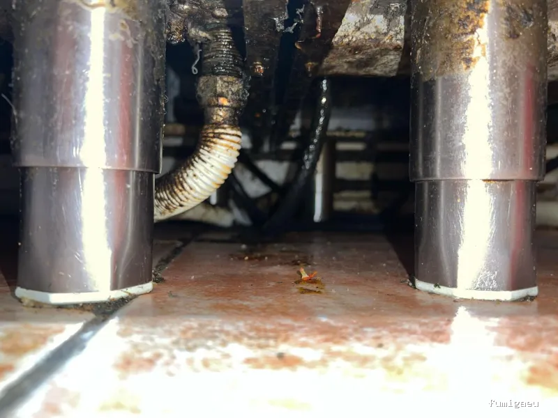 Control de Plagas Madrid | Eliminación de Chinches