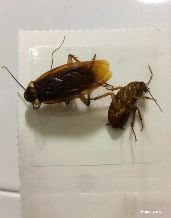 Control de Plagas Madrid | Eliminación de Chinches