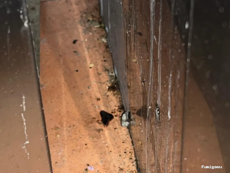 Control de Plagas Madrid | Eliminación de Chinches