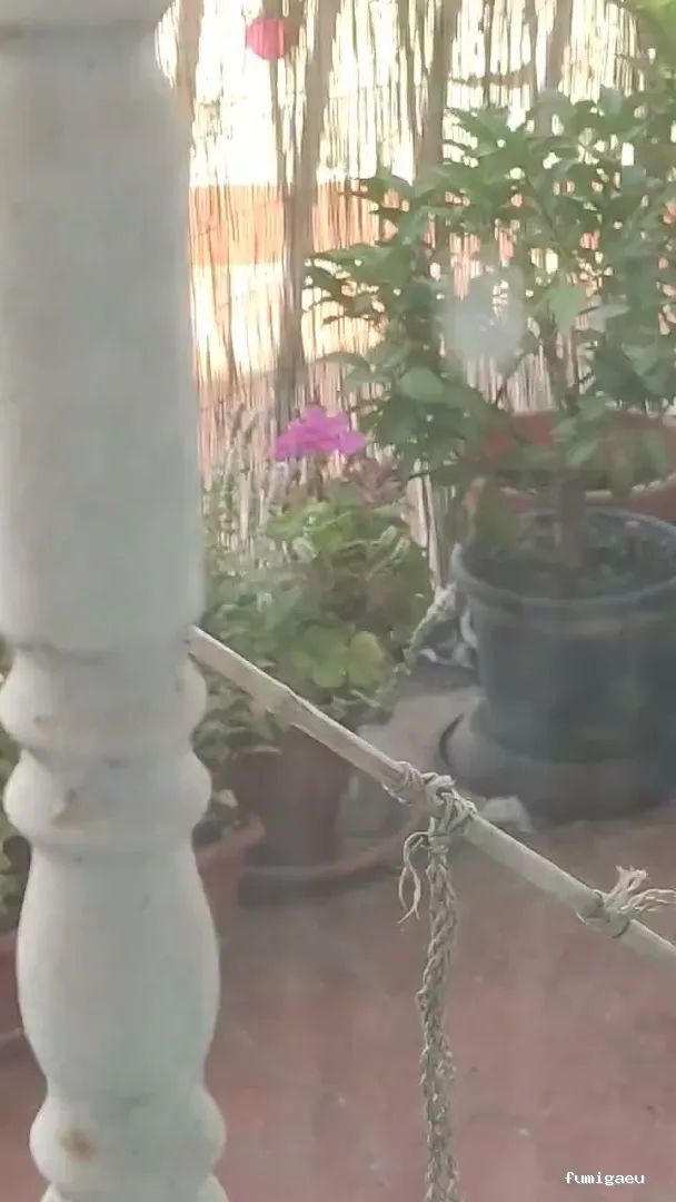 Control de Plagas Madrid | Eliminación de Chinches