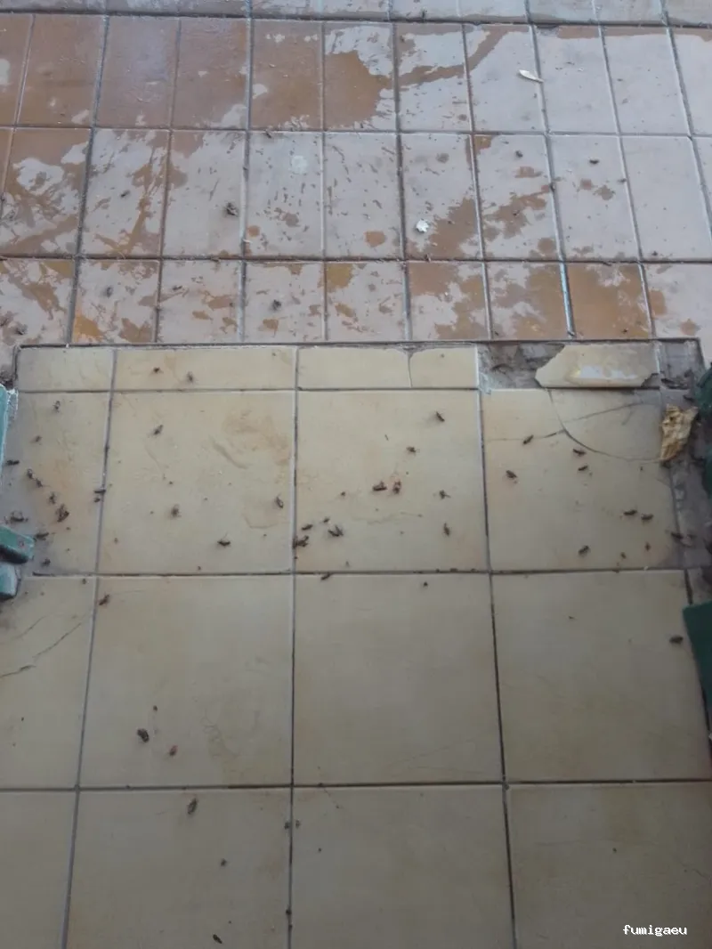 Control de Plagas Madrid | Eliminación de Chinches