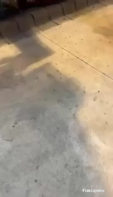 Control de Plagas Madrid | Eliminación de Chinches