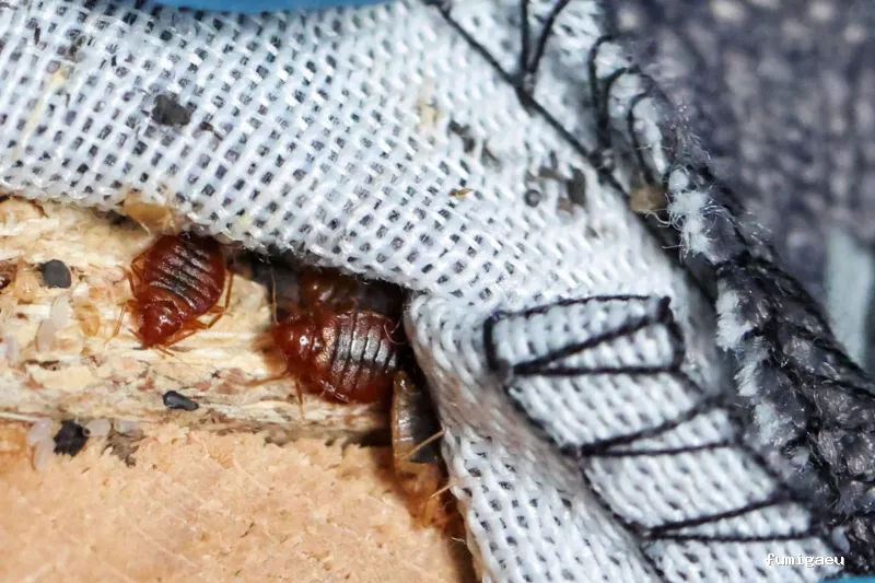 Control de Plagas Madrid | Eliminación de Chinches