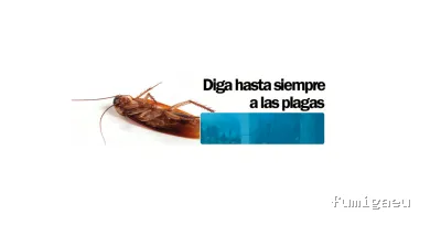 Empresa de fumigación y control de plagas - Desinfeccione MARPLAGA SL