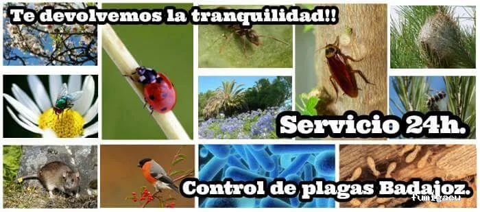 Control de plagas Badajoz