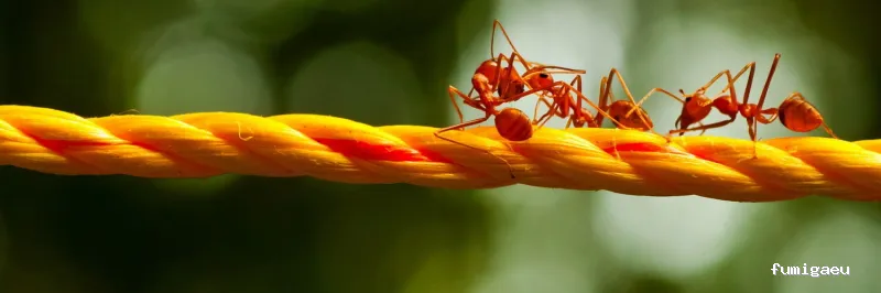 COP BCN Control de Plagas