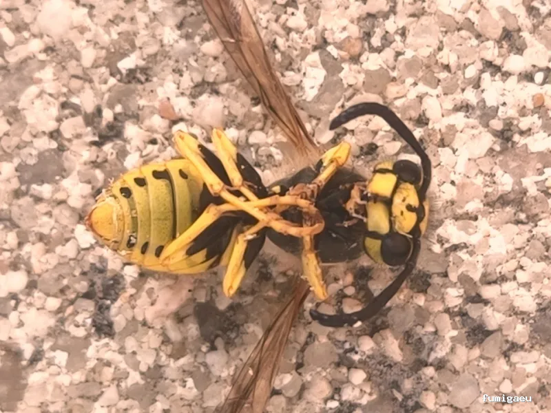 ASPAMA Control de Plagas en Valladolid