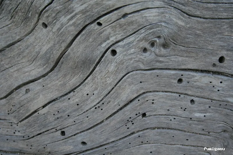 Control de Plagas Fuentes