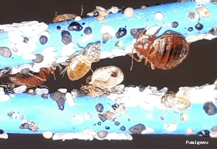 Desin. Servicios Integrales SL