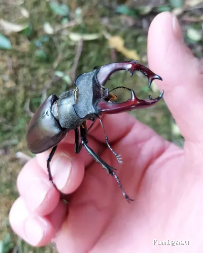 Desin. Servicios Integrales SL