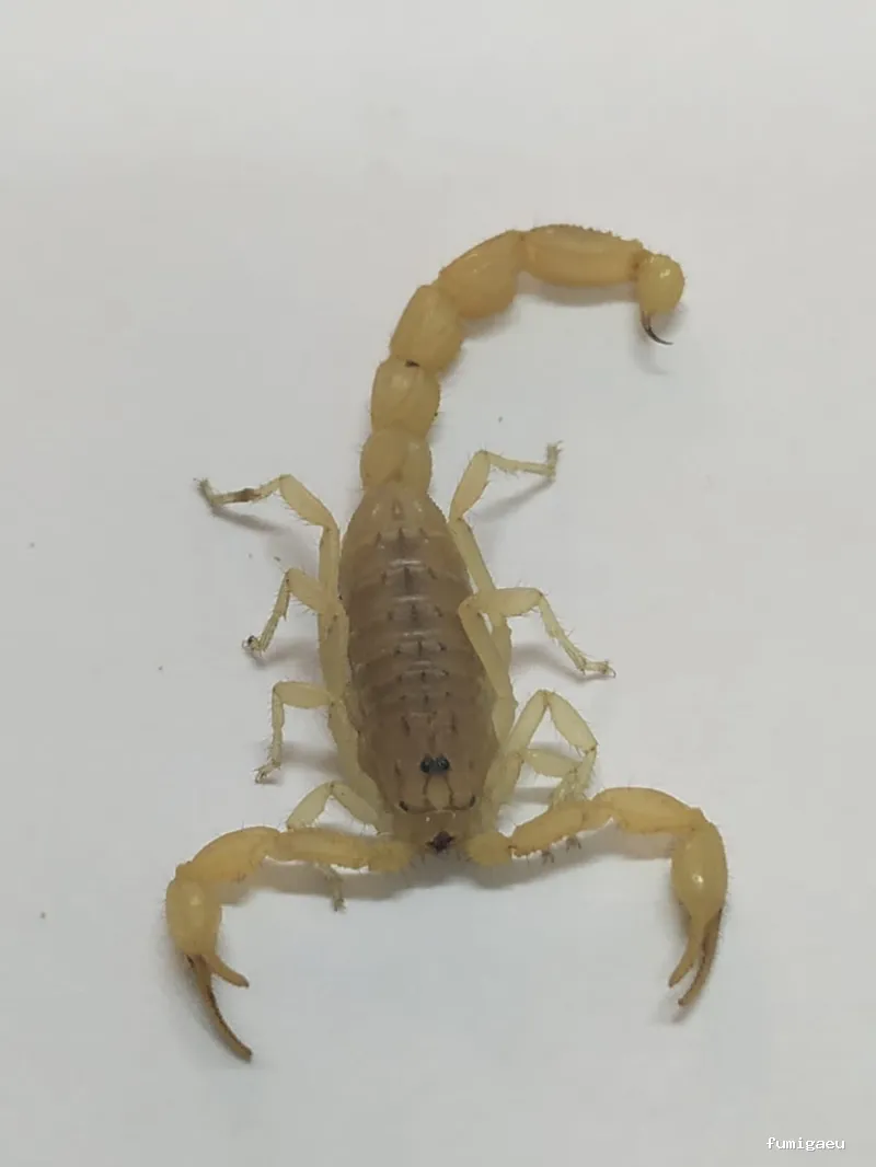 Desin. Servicios Integrales SL