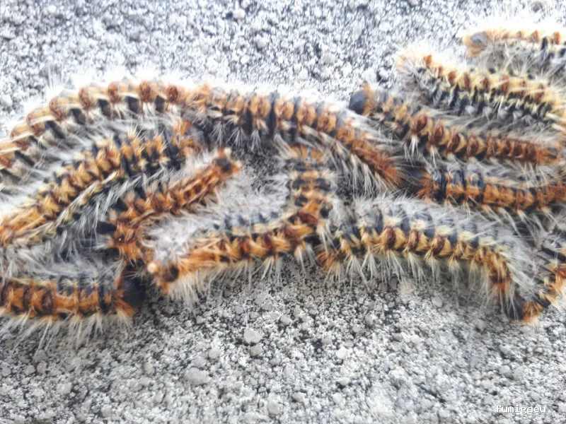 Desin. Servicios Integrales SL