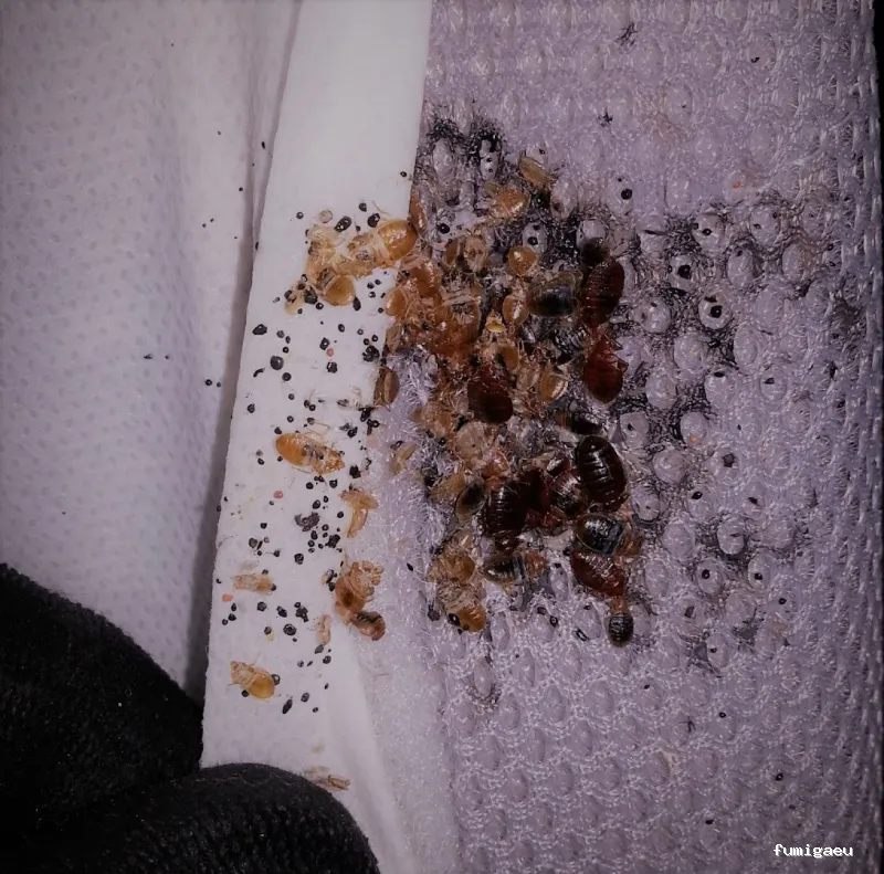 Desin. Servicios Integrales SL