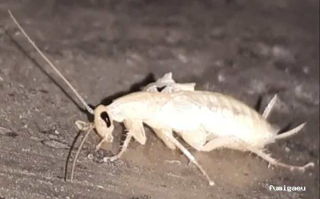 Desin. Servicios Integrales SL