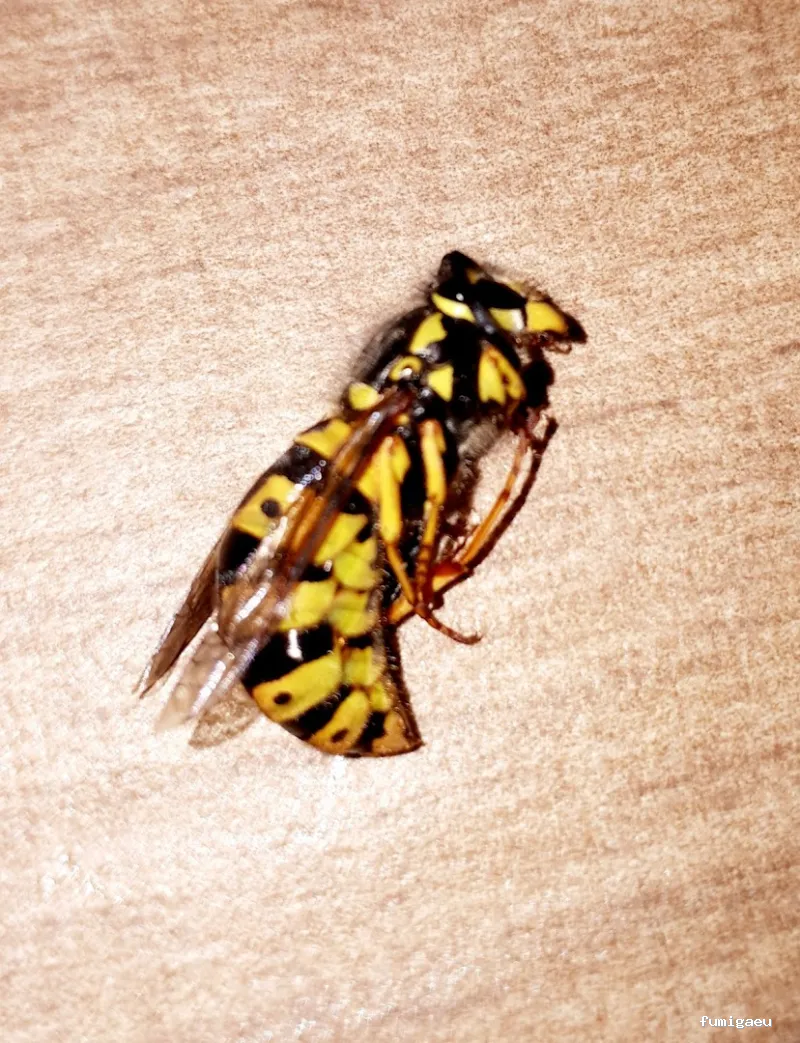 Desin. Servicios Integrales SL