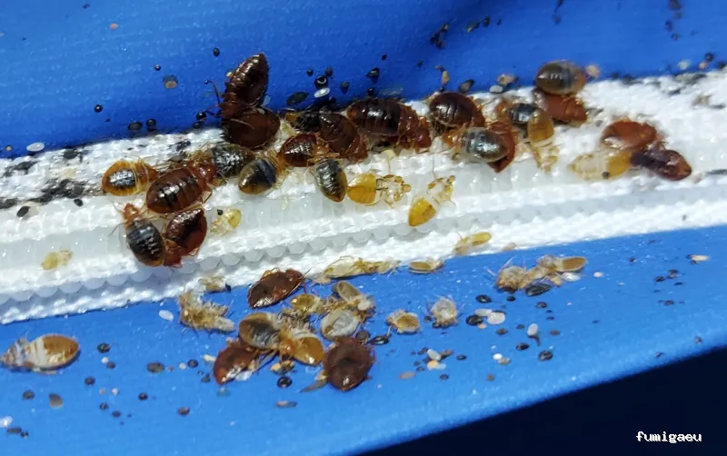 Desin. Servicios Integrales SL