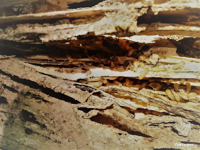 Desin. Servicios Integrales SL