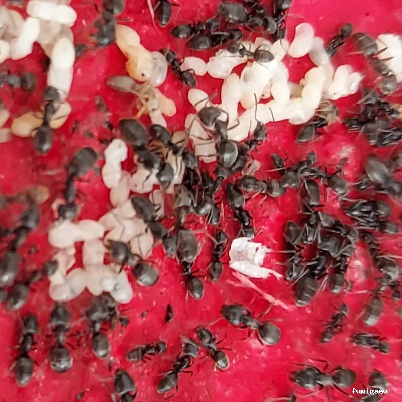 Desin. Servicios Integrales SL