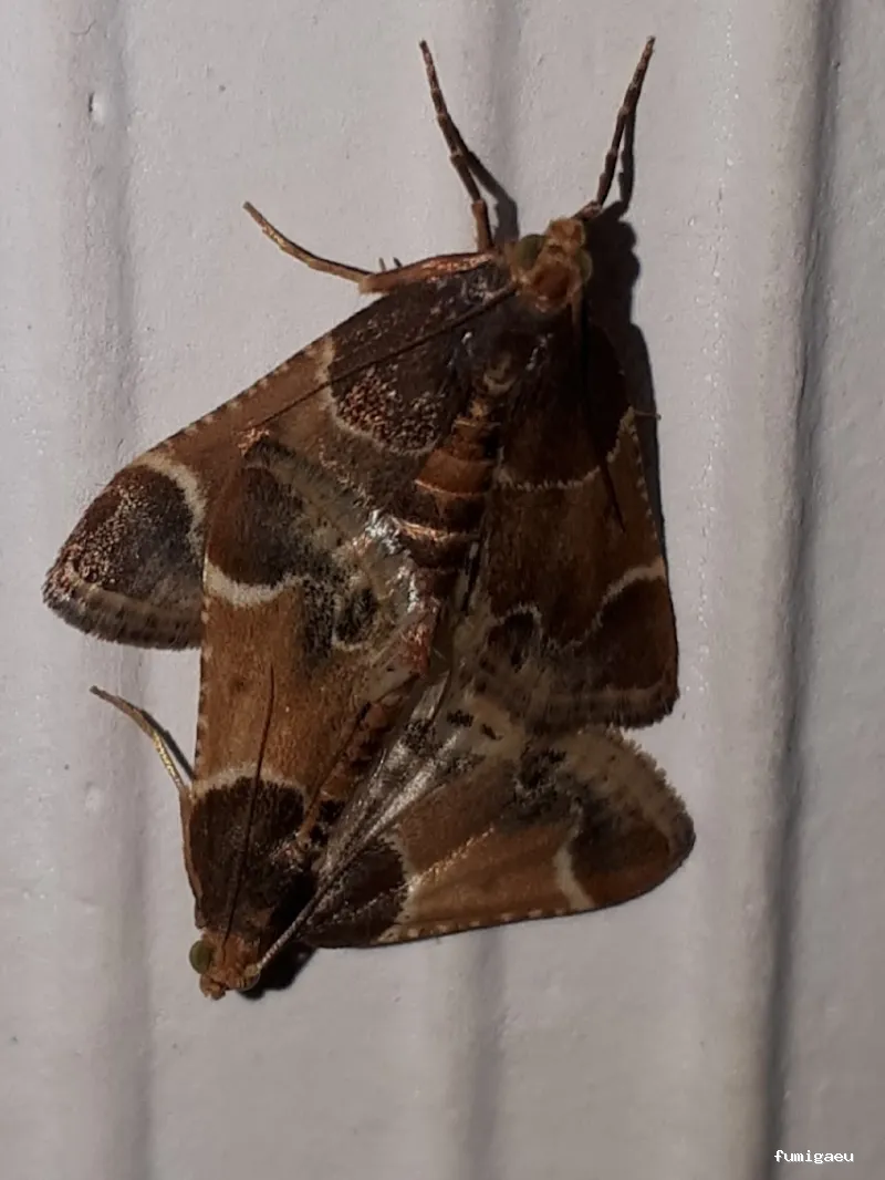 Desin. Servicios Integrales SL