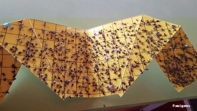 Hayek Empresa de Control de Plagas