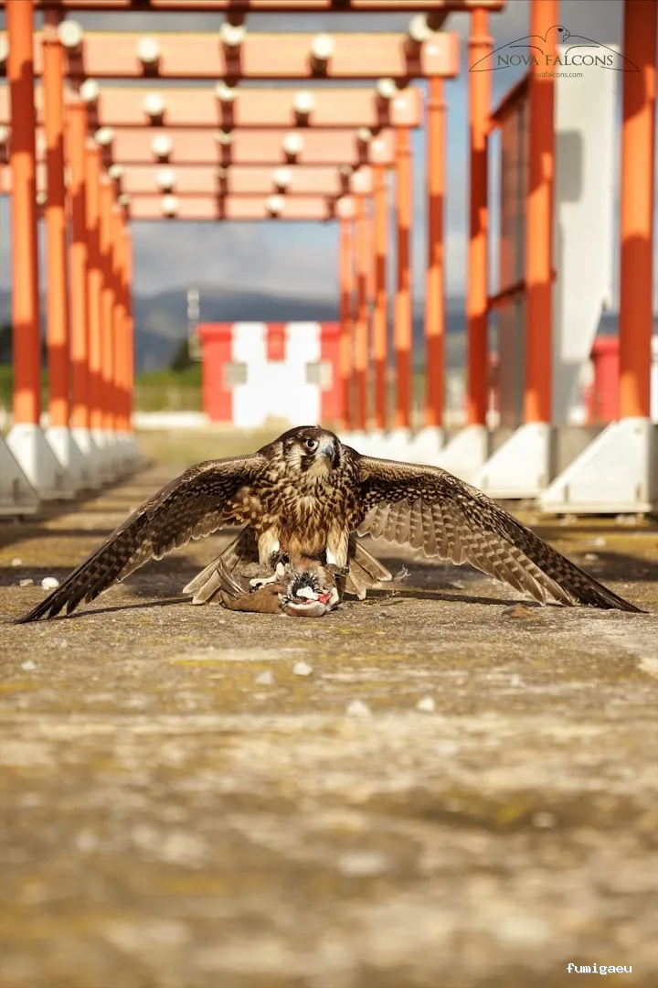 Nova Falcons, servicios medioambientales y controles de fauna en Ibiza y Formentera