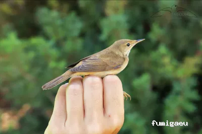 Nova Falcons, servicios medioambientales y controles de fauna en Ibiza y Formentera