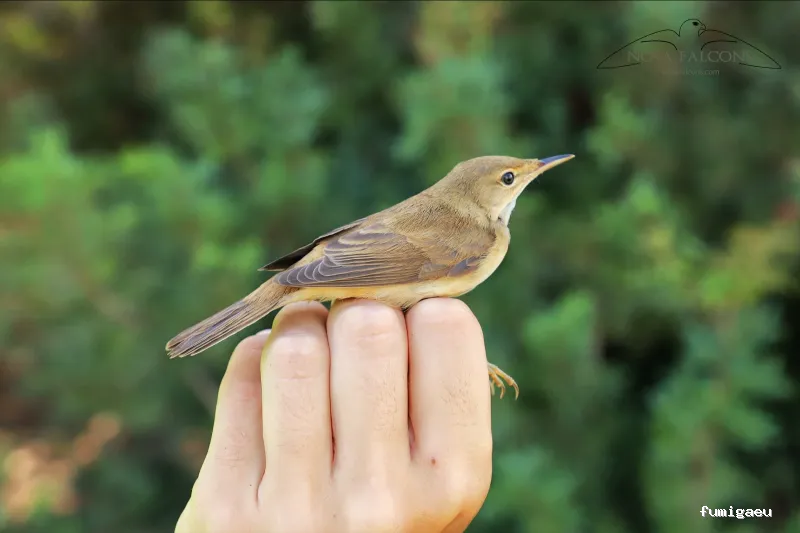Nova Falcons, servicios medioambientales y controles de fauna en Ibiza y Formentera