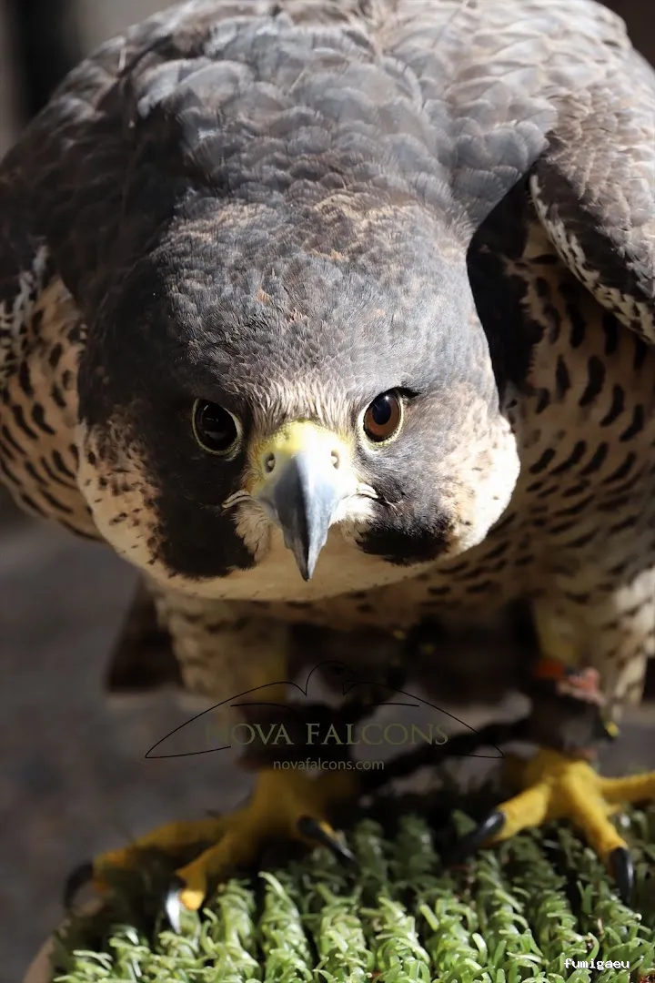 Nova Falcons, servicios medioambientales y controles de fauna en Ibiza y Formentera
