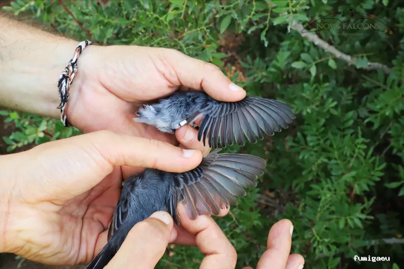 Nova Falcons, servicios medioambientales y controles de fauna en Ibiza y Formentera