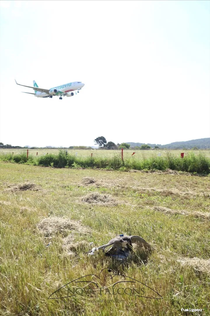 Nova Falcons, servicios medioambientales y controles de fauna en Ibiza y Formentera