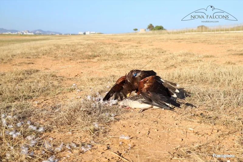 Nova Falcons, servicios medioambientales y controles de fauna en Ibiza y Formentera