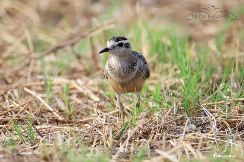 Nova Falcons, servicios medioambientales y controles de fauna en Ibiza y Formentera