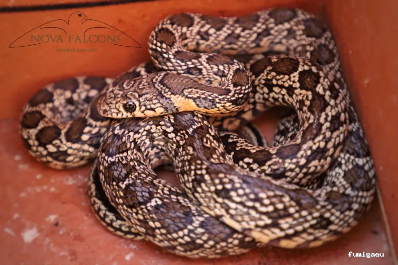 Nova Falcons, servicios medioambientales y controles de fauna en Ibiza y Formentera