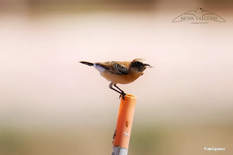 Nova Falcons, servicios medioambientales y controles de fauna en Ibiza y Formentera