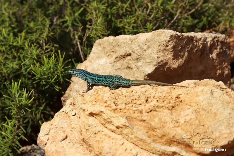 Nova Falcons, servicios medioambientales y controles de fauna en Ibiza y Formentera