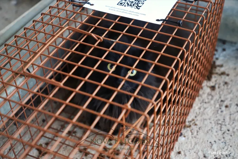 Nova Falcons, servicios medioambientales y controles de fauna en Ibiza y Formentera