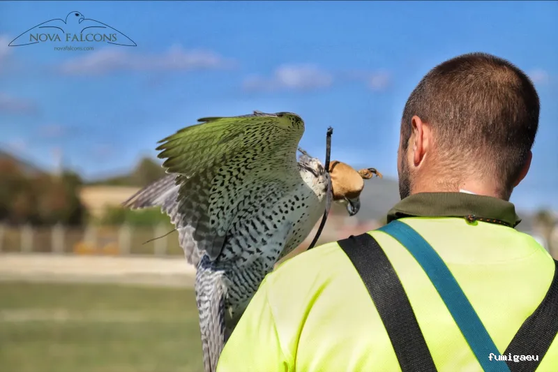 Nova Falcons, servicios medioambientales y controles de fauna en Ibiza y Formentera
