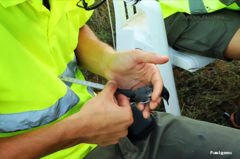 Nova Falcons, servicios medioambientales y controles de fauna en Ibiza y Formentera