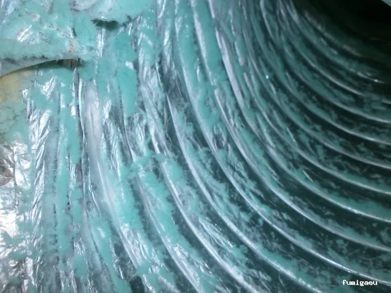 SELVAGGIA Higiene Ambiental