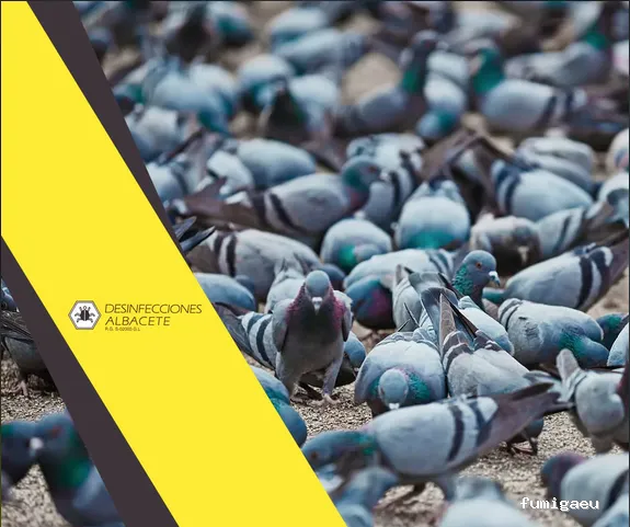 Desinfecciones Albacete