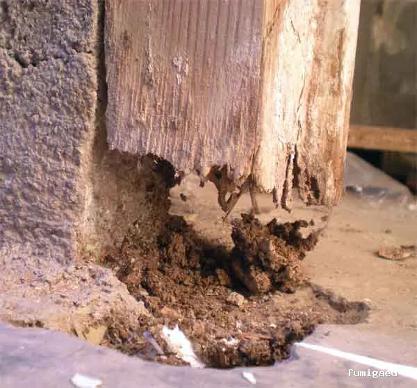 GSM Gabinete Sanidad Medioambiental