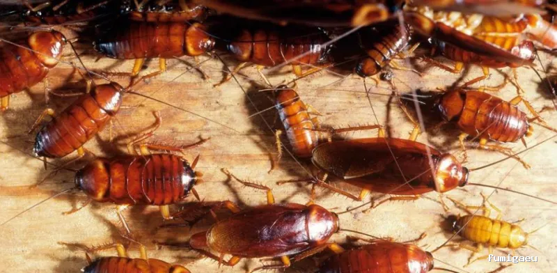 GSM Gabinete Sanidad Medioambiental