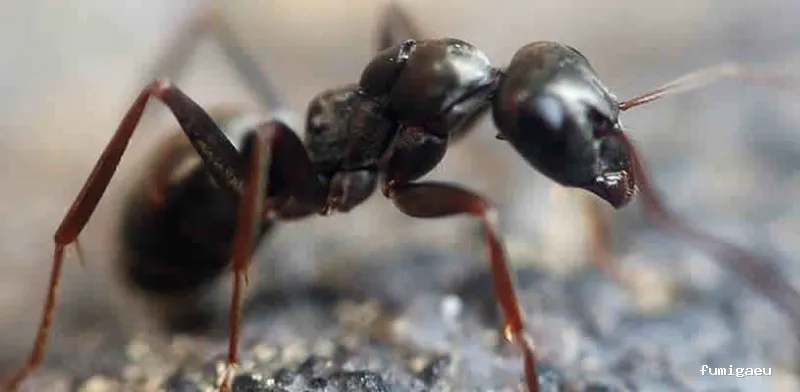 GSM Gabinete Sanidad Medioambiental
