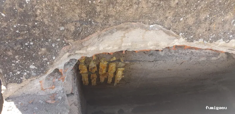 GSM Gabinete Sanidad Medioambiental