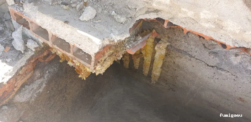 GSM Gabinete Sanidad Medioambiental