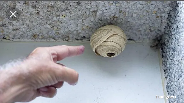 Aplisa Control Plagas y Palomas