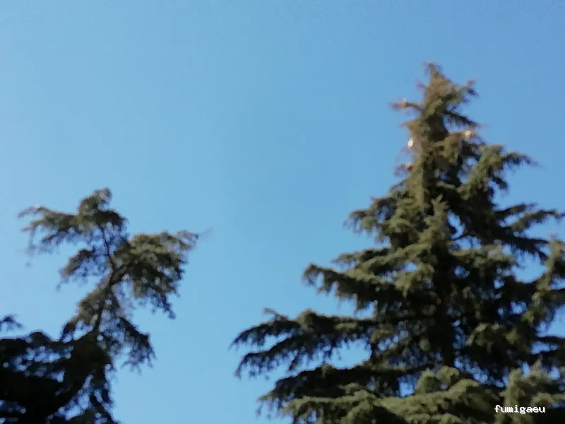 Aplisa Control Plagas y Palomas