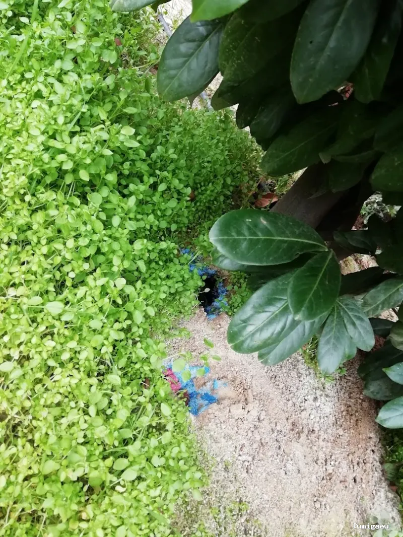 Aplisa Control Plagas y Palomas