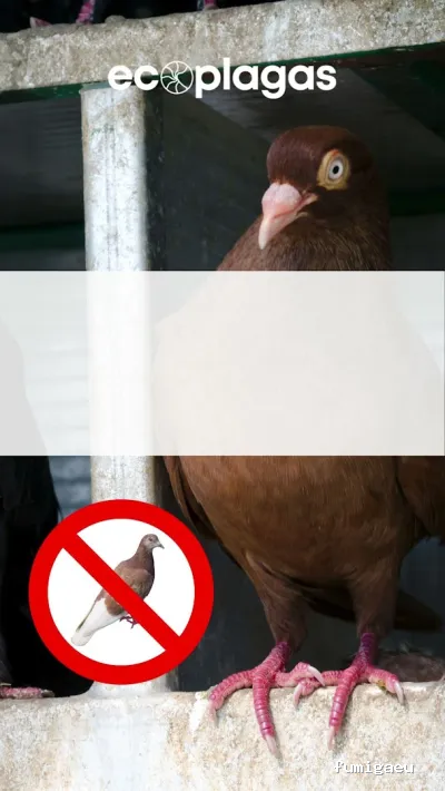 Control de plagas ALICANTE - ECOPLAGAS