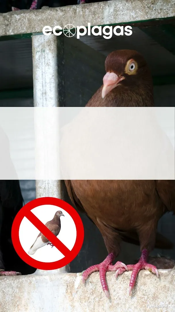 Control de plagas ALICANTE - ECOPLAGAS